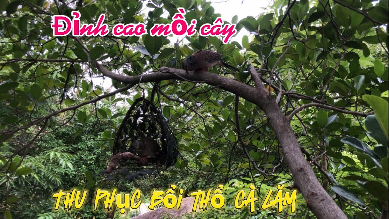 Clip 189. Đỉnh cao mồi cây, thu phục bổi thổ cà lăm quá phê