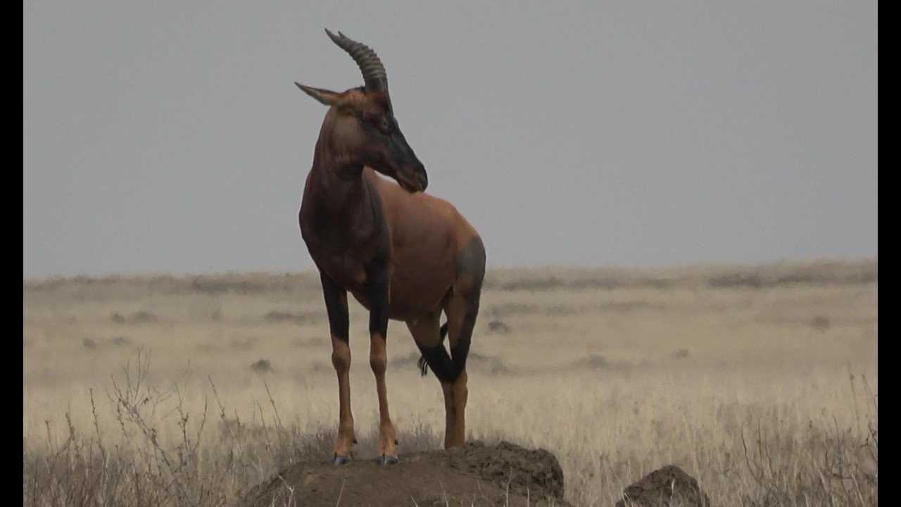 Антилопа топи