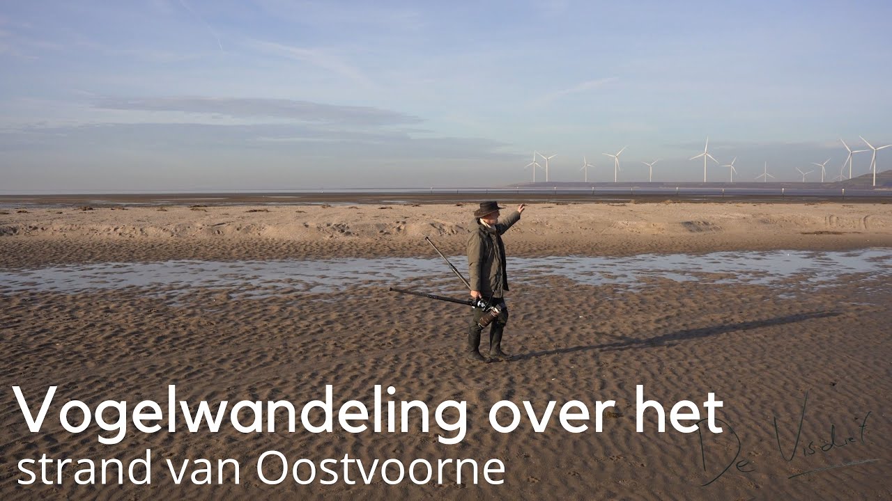 Vogelwandeling over het strand van Oostvoorne #1707