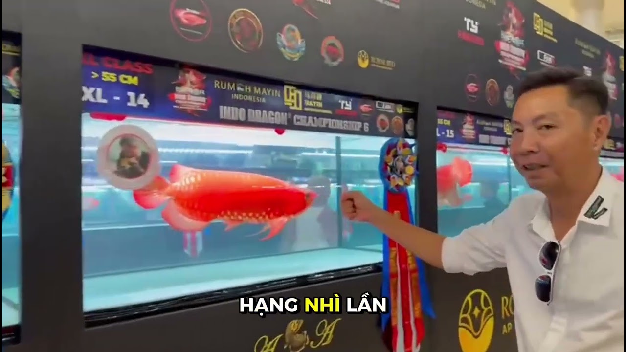 Việt Nam thi cá Rồng quốc tế tại Indonesia