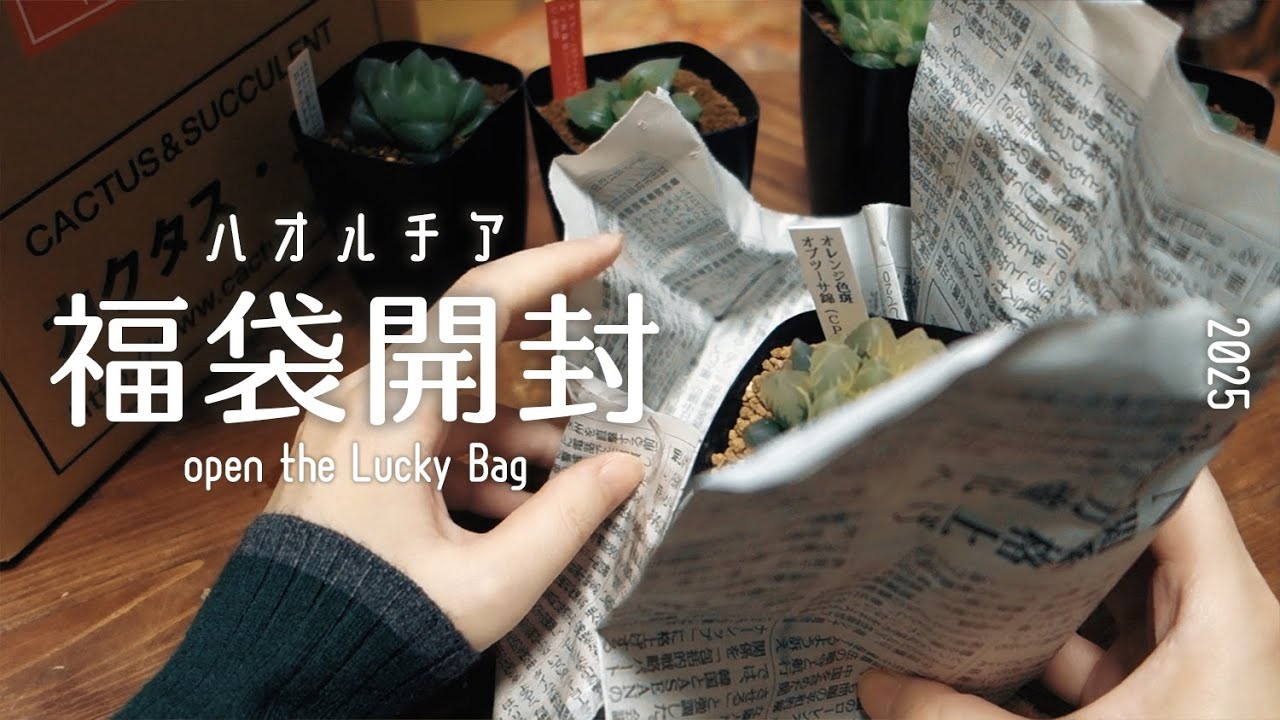 【観葉植物】福袋開封2025丨ハオルチア丨昨年の福袋1年後の様子丨多肉植物丨カクタスニシ丨Haworthia丨house plants🌱