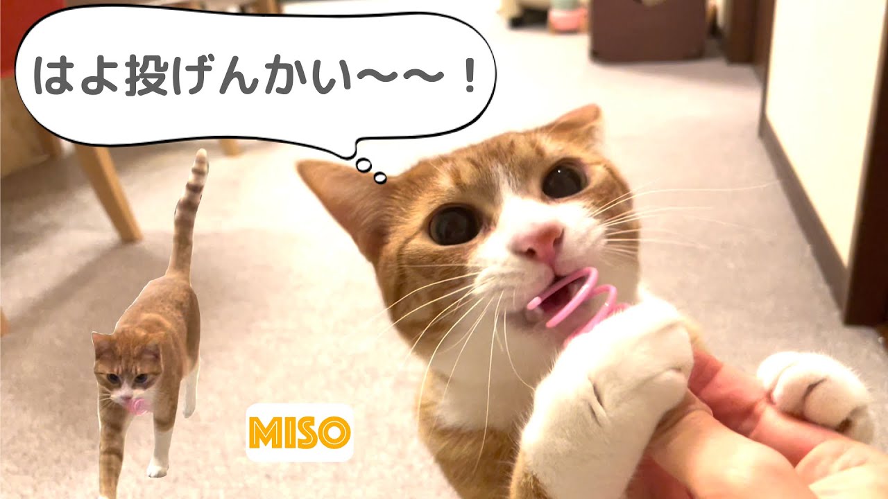ワンちゃんみたいに遊ぶ猫🐾みそ編