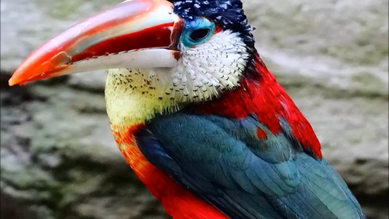 Spécial beaux oiseaux