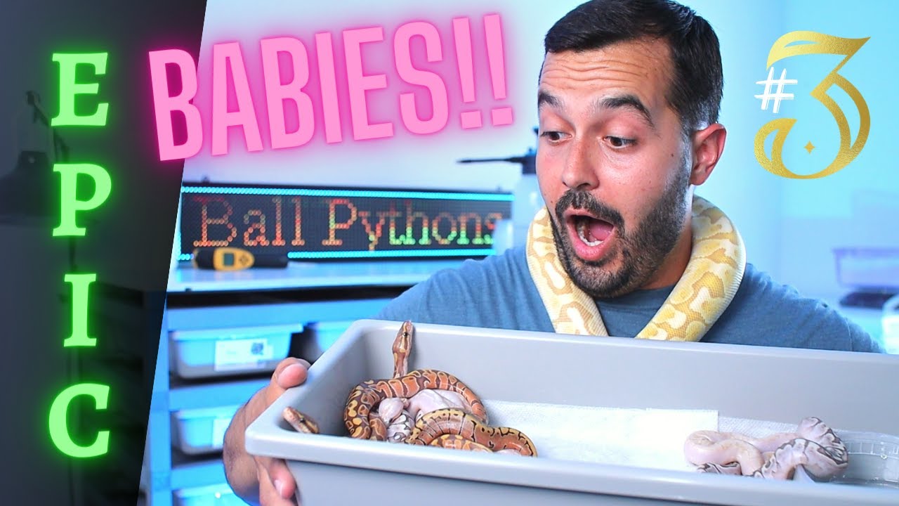 Our Most Epic Ball Python Clutch of The Season!! // Clutch Reveal 3