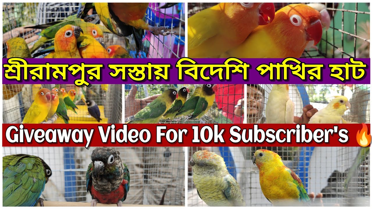 শ্রীরামপুর পাখির হাটে letest Price Update 💥।Serampore Exotic pet market  giveaway Video। #serampore