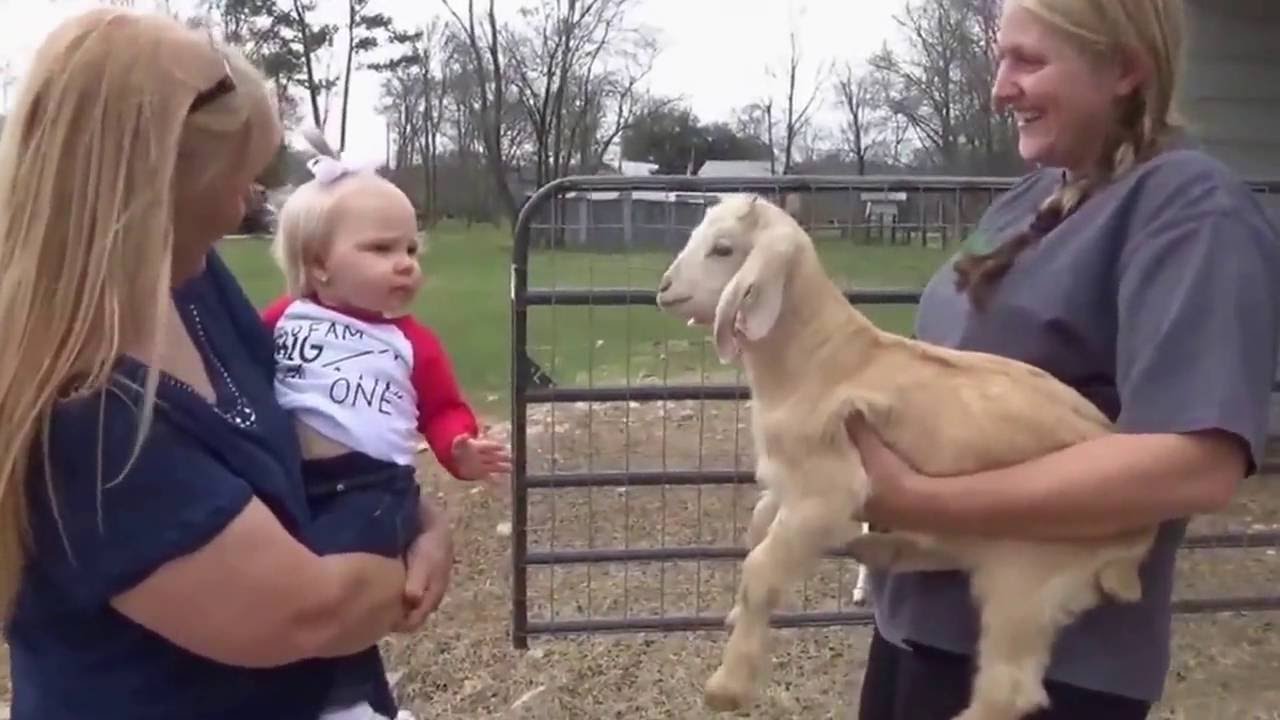 BABY & GOAT TALKING , SCREAMING