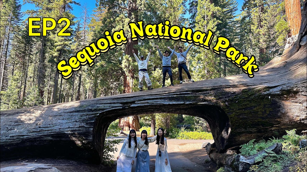 美國舊金山之旅EP2 🌲我們的一日 Sequoia National Park之旅｜巨杉、野餐、山景一次滿足！