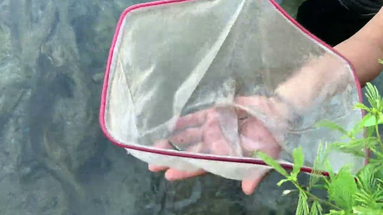 Mencari ikan hias untuk mengisi Aquascape #fish #ikanhias 
