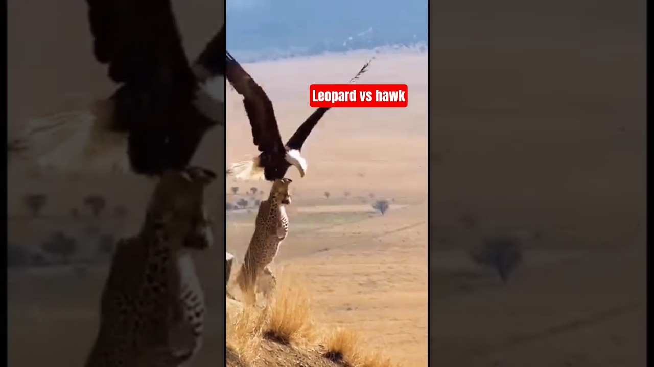 leopard vs hawk fight #viralvideo #yoitubeshorts #love #musictrack