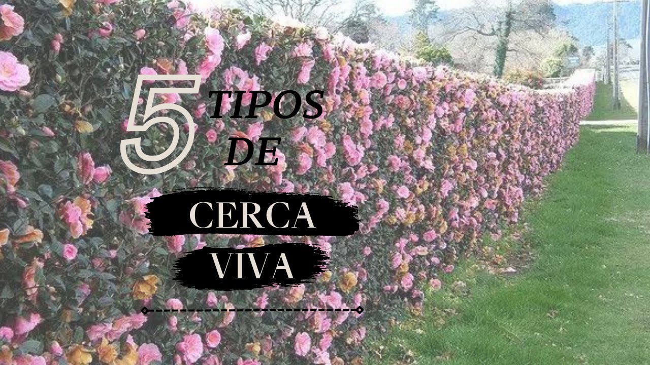 5 tipos de Cerca Viva!!!