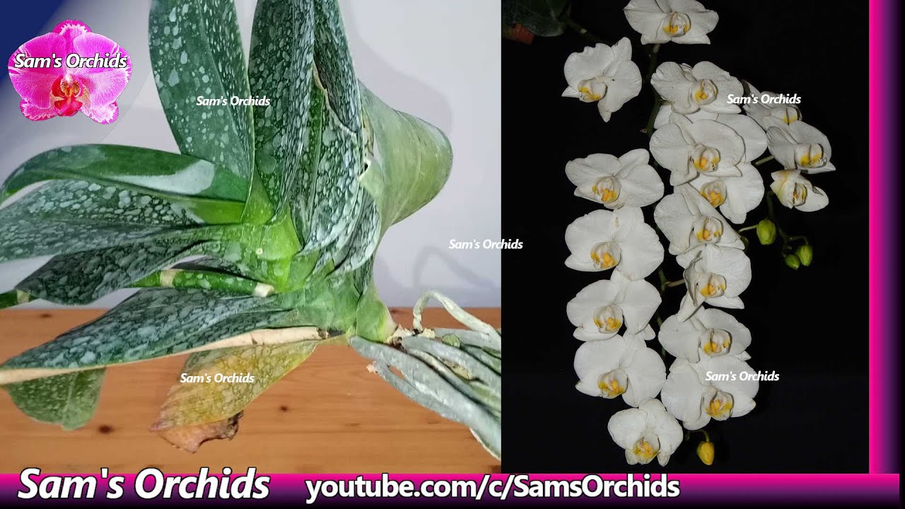 Saving a sick orchid, 𝙋𝙝𝙖𝙡𝙖𝙚𝙣𝙤𝙥𝙨𝙞𝙨 𝙖𝙥𝙝𝙧𝙤𝙙𝙞𝙩𝙚