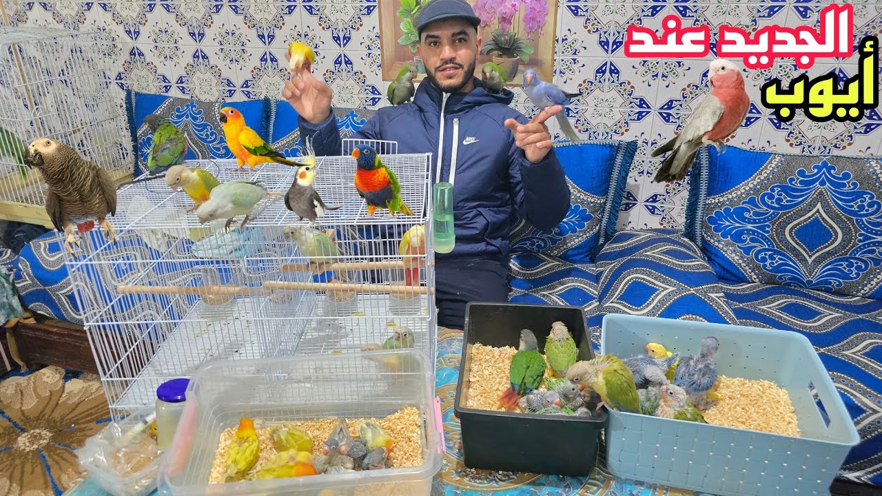 الجديد عند أيوب🔥أجيو نتولعو عشاق وليدات للدريساج ببغاء الذرة اللوري المولينا الفيشر والروز فرجة ممتع