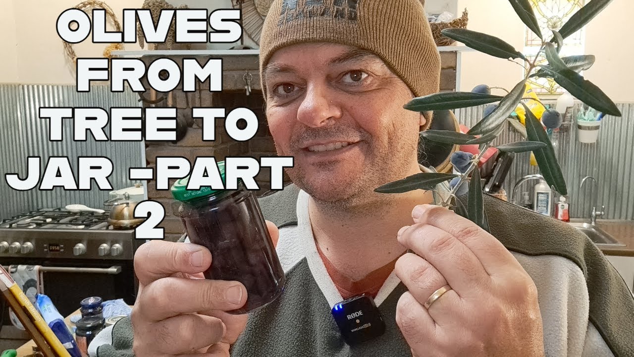 Preserving Olives From Tree to Jar - Part 2: Preparing a Brine, Jarring and when to use your Olives.