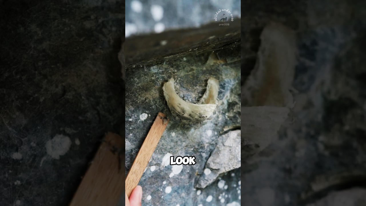 Bird&rsquo;s nest prepared into strange saliva soup