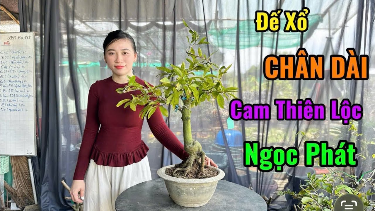 Cam Thiên Lộc,Cúc Quyền Bảo Trang,Ngọc Phát,Đế Đẹp-2/3/26-Trang Mai Vàng Cần Thơ.