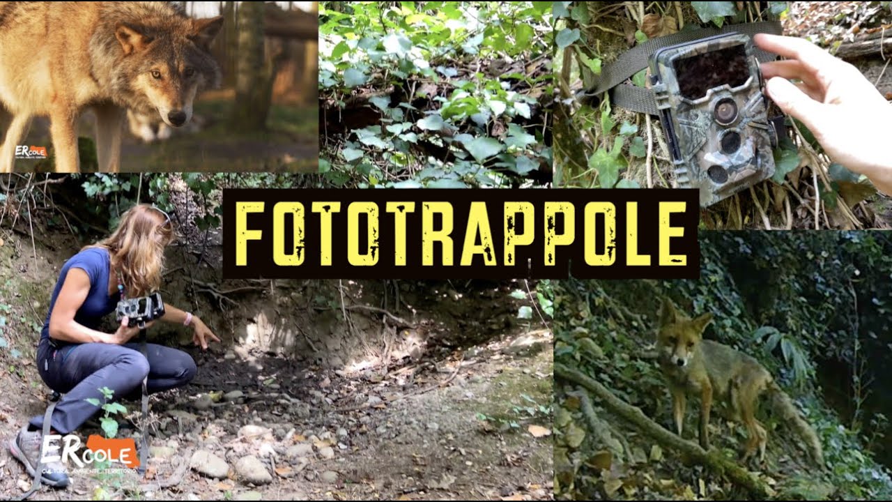 Ho lasciato la FOTOTRAPPOLA nel bosco: vediamo chi ha fotografato 🐺