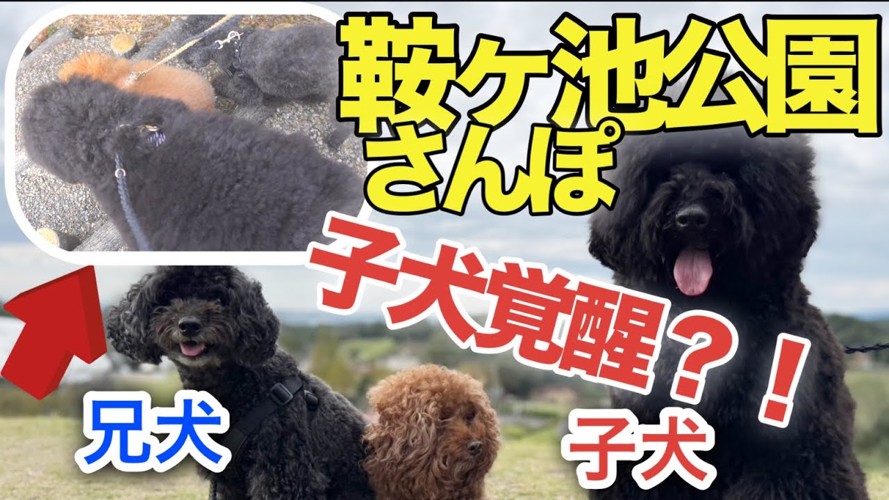 【鞍ヶ池公園さんぽ】子犬が「階段を克服」する奇跡に感動www