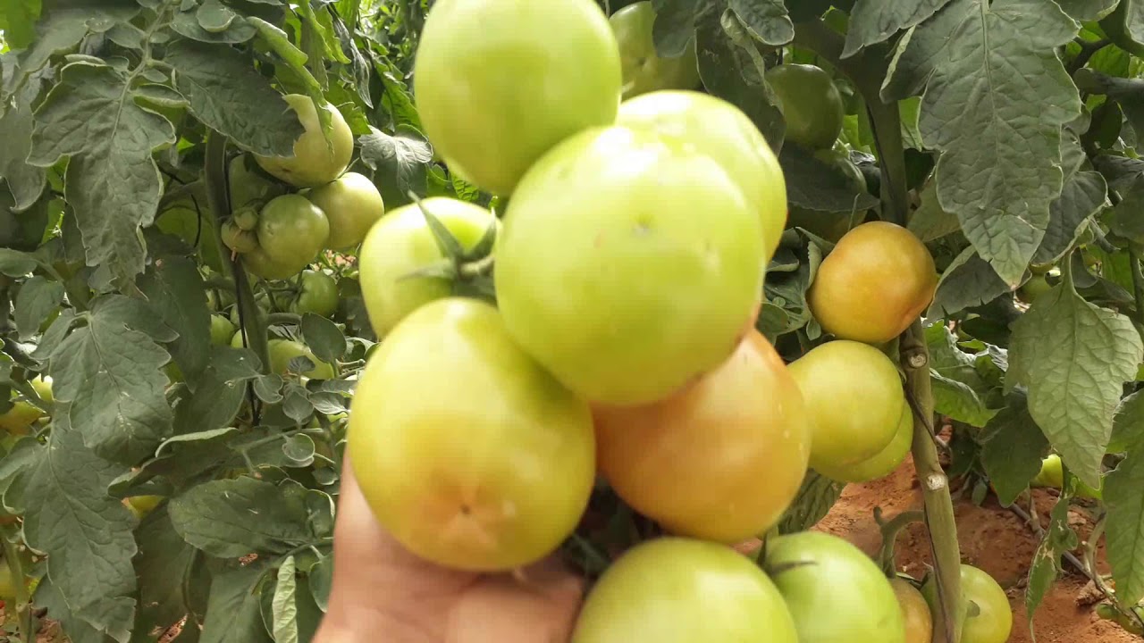 لماذا  ثمار الطماطم  صغيرة الحجم فى البيوت المحمية ....