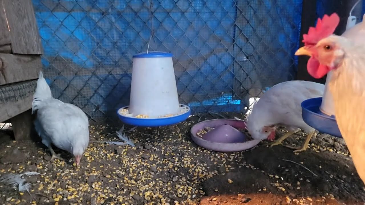 Our growing chickens feeding.@Wide Open Transit Farm
