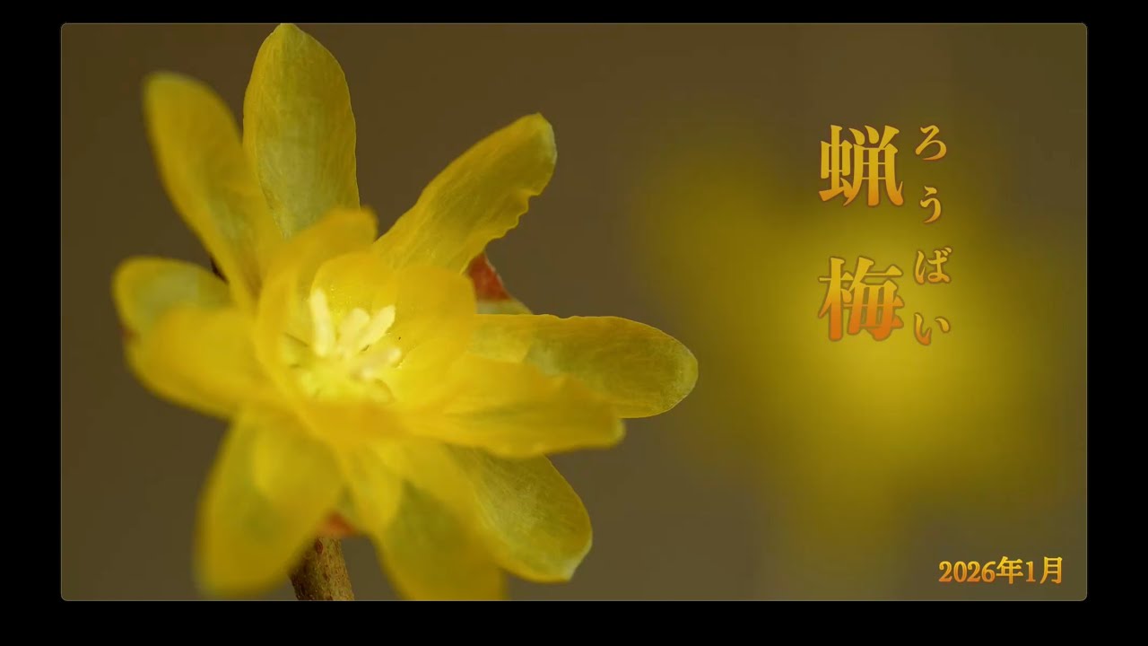 蝋梅(ロウバイ）の花　2026年1月