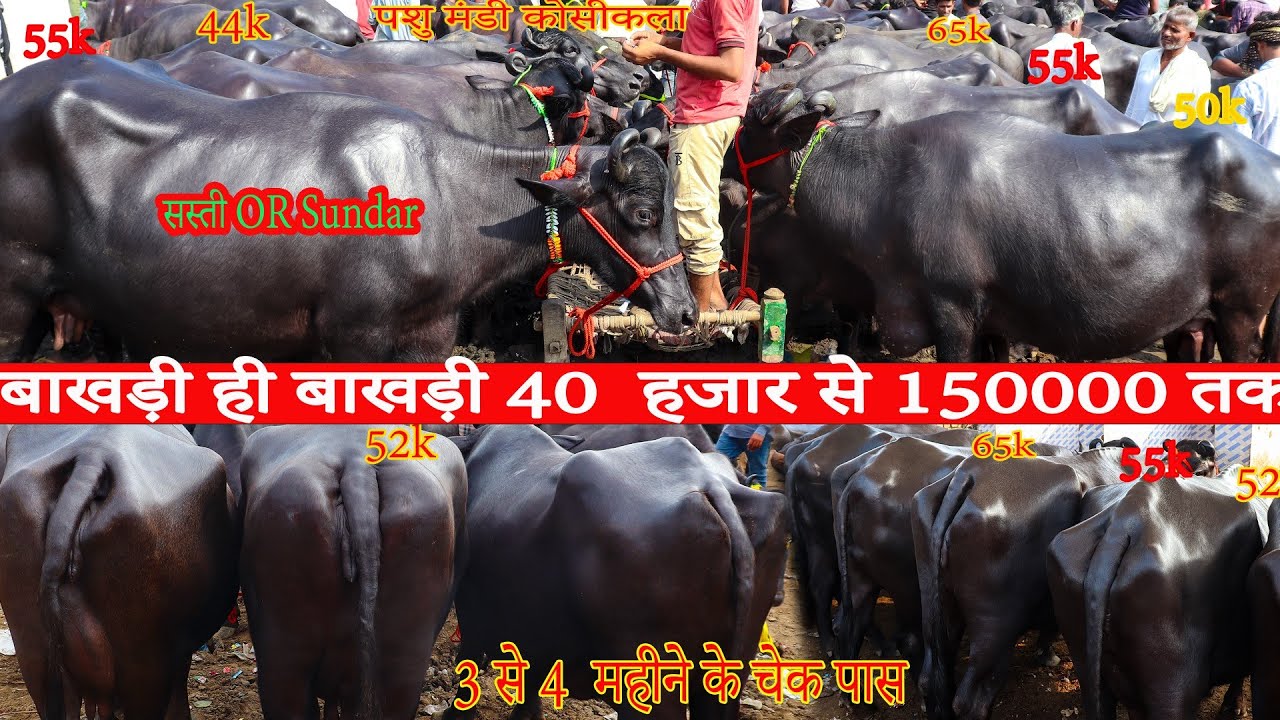 आज  बाखड़ी मुर्रा भैंस 42  हजार से65000 तक भैंस, 3 से 4महीने के चेक पास मुर्रा भैंस Part 22