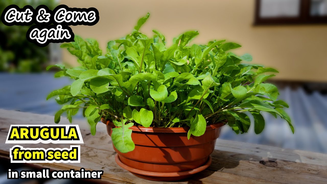 Growing Arugula in Small Space (Rocket from Seed to Harvest) Container garden