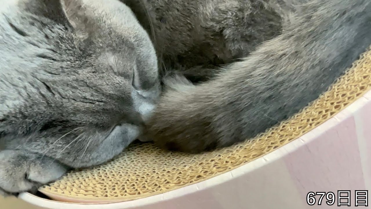 【スコ猫トト君】トト君との昼寝です•••、ちょっかいを出すのはやめましょう•••