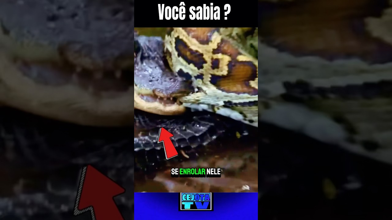BATALHA NO P&Acirc;NTANO: JACAR&Eacute; VS. PITON, QUEM LEVA A MELHOR?