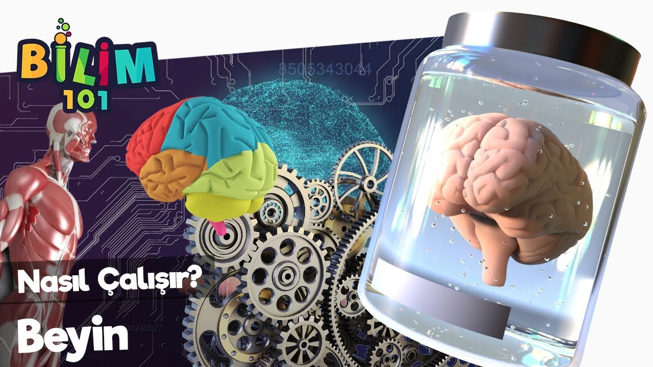 BEYİN NASIL ÇALIŞIR? 🧠 Bilim 101