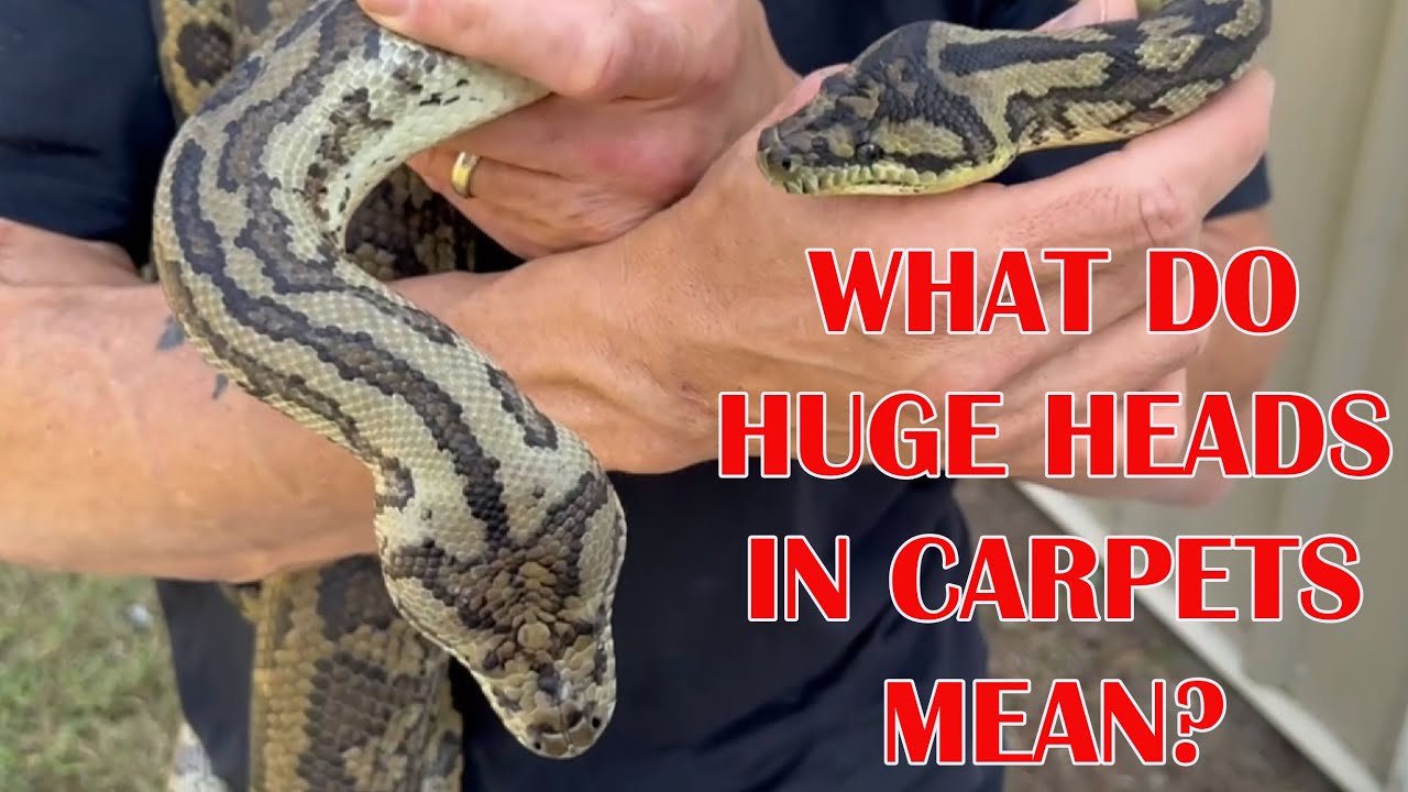 HOW TO TELL IF A CARPET PYTHON IS READY TO BREED!