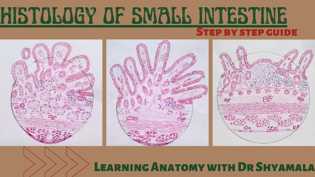 Histology of small intestine. Step by step guide with description