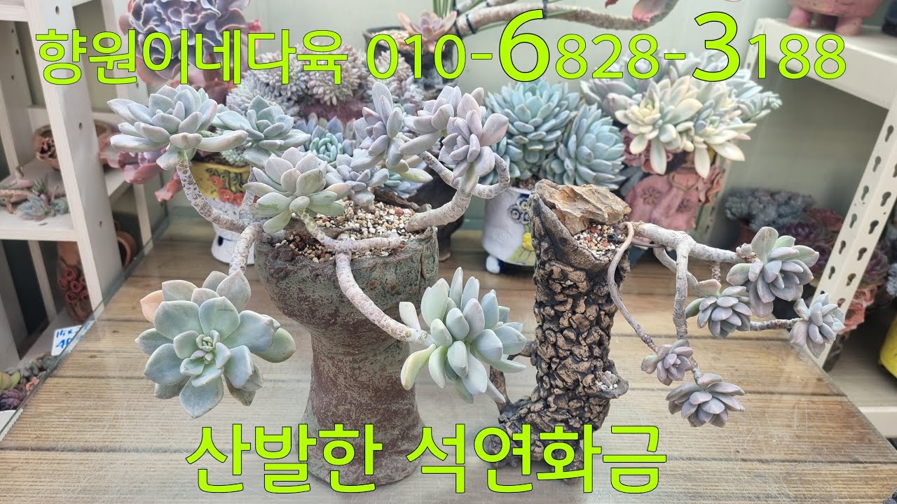 (26.1.20.화)1월달은 넘 추워서 식물 주문 못받아요~🤣