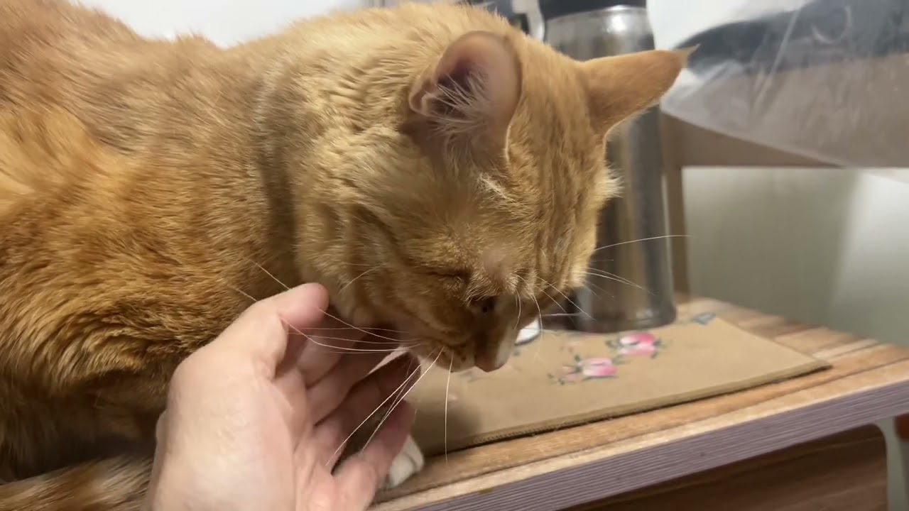 静静如处子的猫