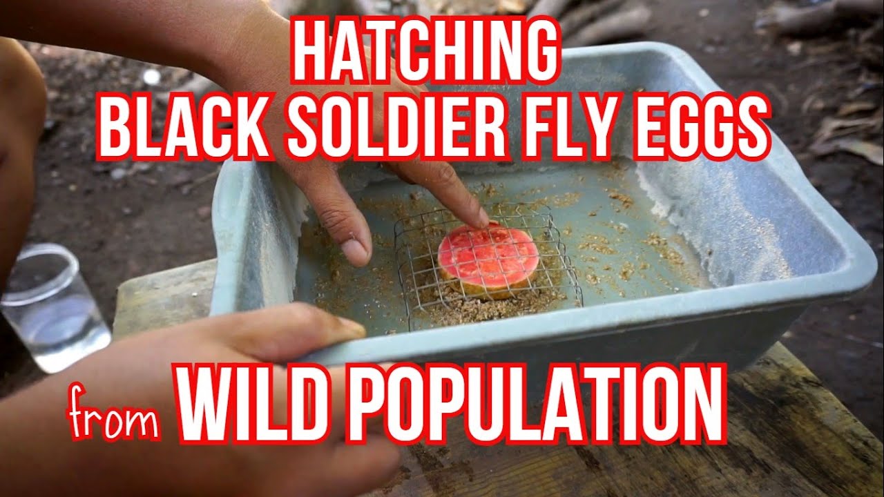 How to Hatch Black Soldier Fly Eggs from Wild Population – Easy Way to Start BSF Farming at Home