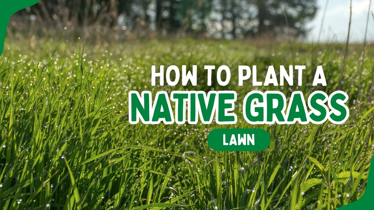 Planting a Native Grass Lawn