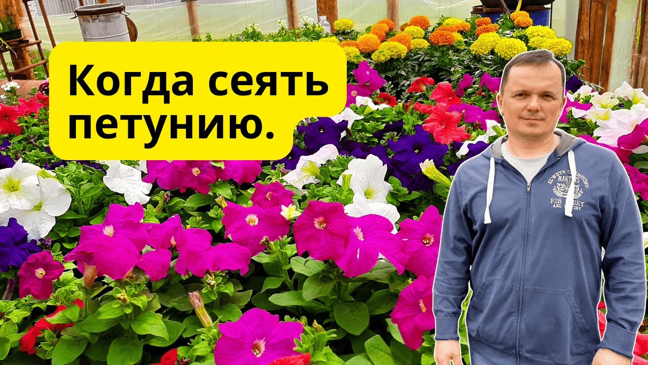 Когда посеять петунию на рассаду, что бы не ошибиться!