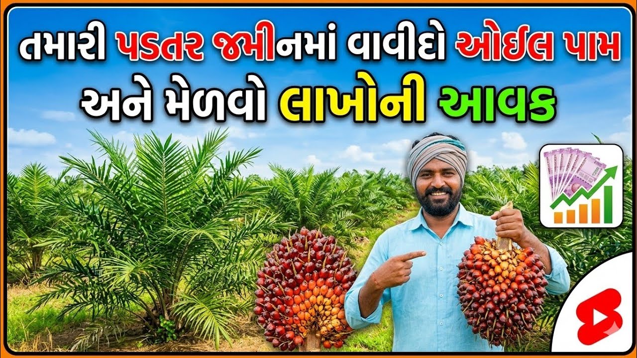 પડતર જમીનમાં વાવીદો ઓઈલ પામ અને મેળવો લાખોની આવક
