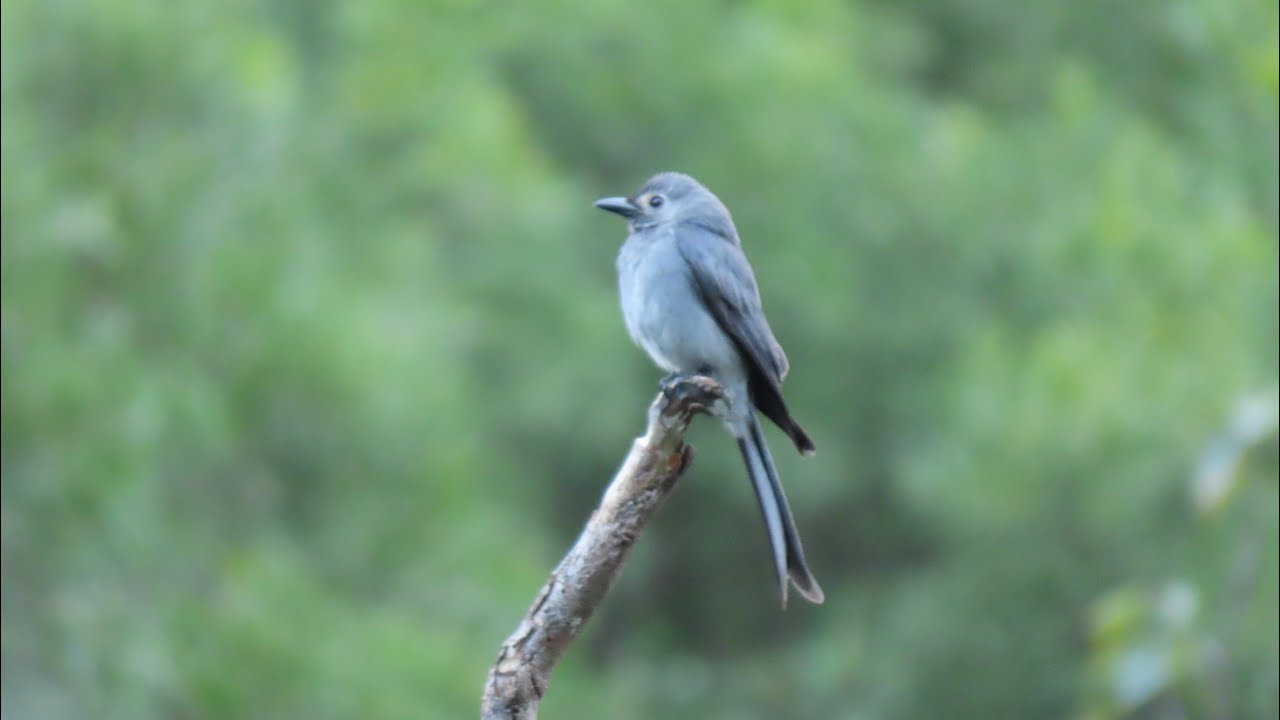 京士柏遊樂場觀鳥記 Birds in King's Park Recreation Ground, Hong Kong 13/1/2025