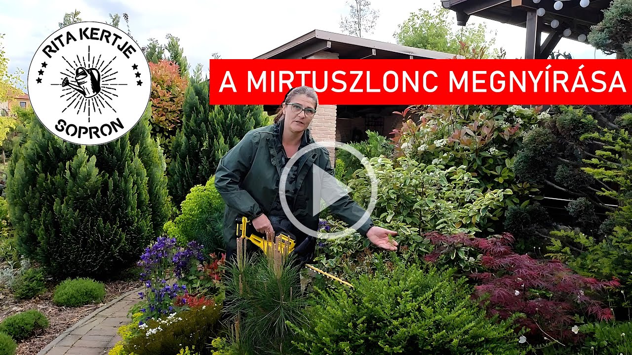 A mirtuszlonc metszése