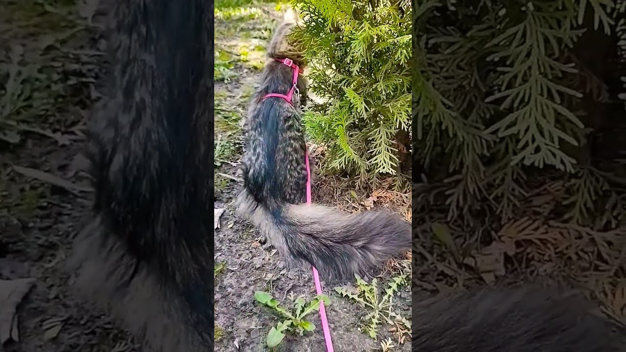 Когда все пропахло весенним ароматом 😺 