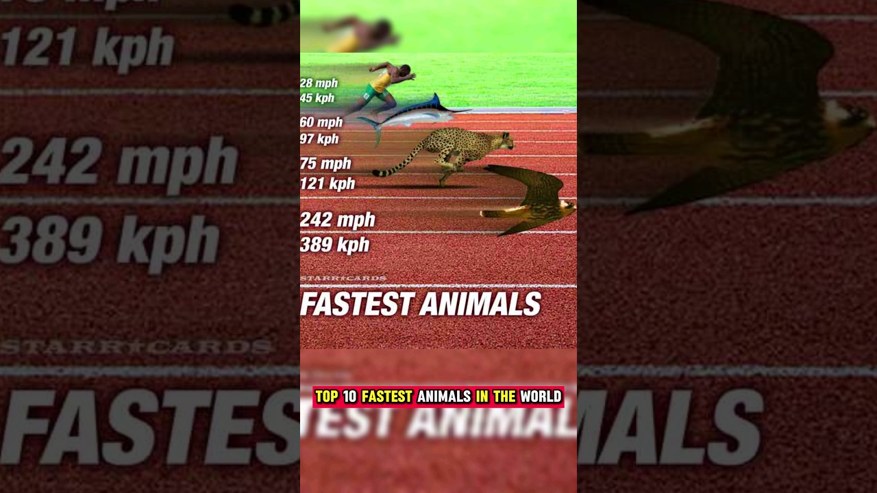 Top 10 fastest animals in the world 🌎   #falcon #cheetah #sailfish #horse #fish #rabbit #shortvideo