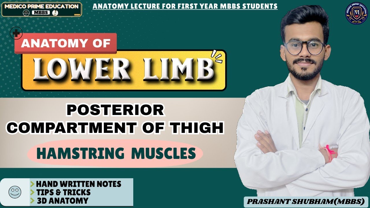 Posterior compartment of thigh | Lower limb anatomy | Hamstring muscles #mbbs #anatomy #neetpg