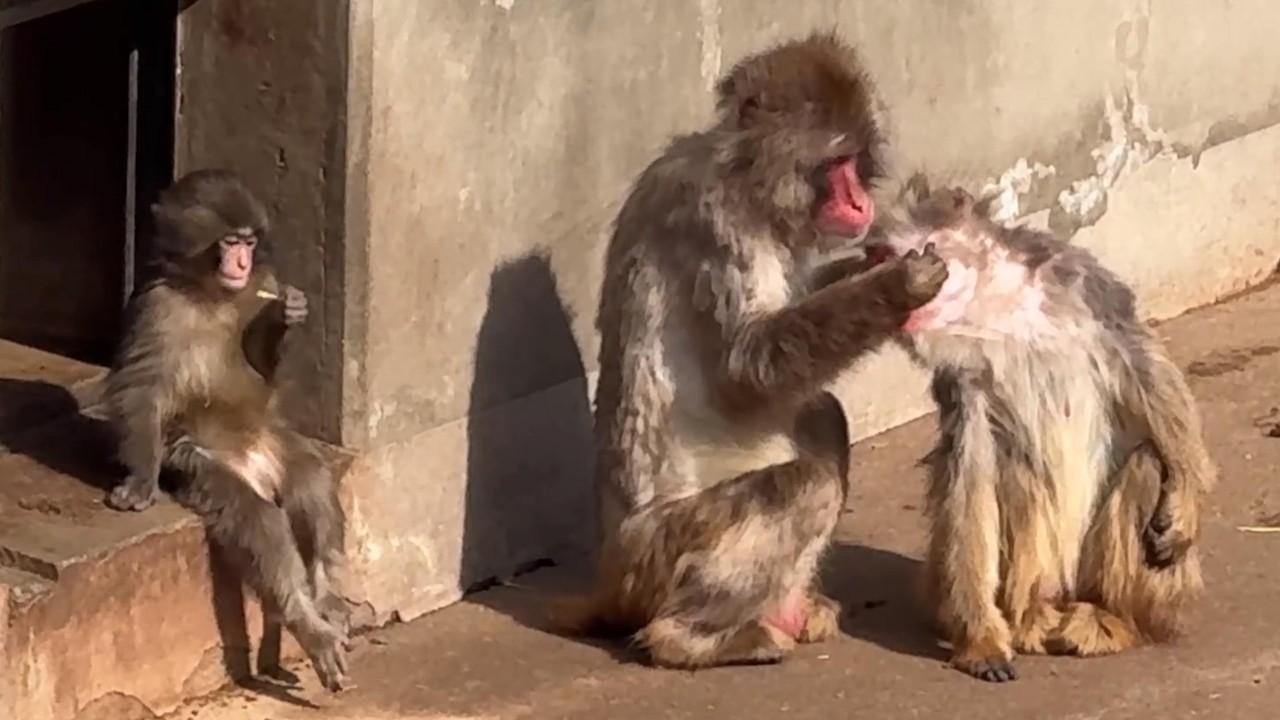 番外編 勇気を出してそばに行くパンチくん【番外編】【市川市動植物園】ニホンザル