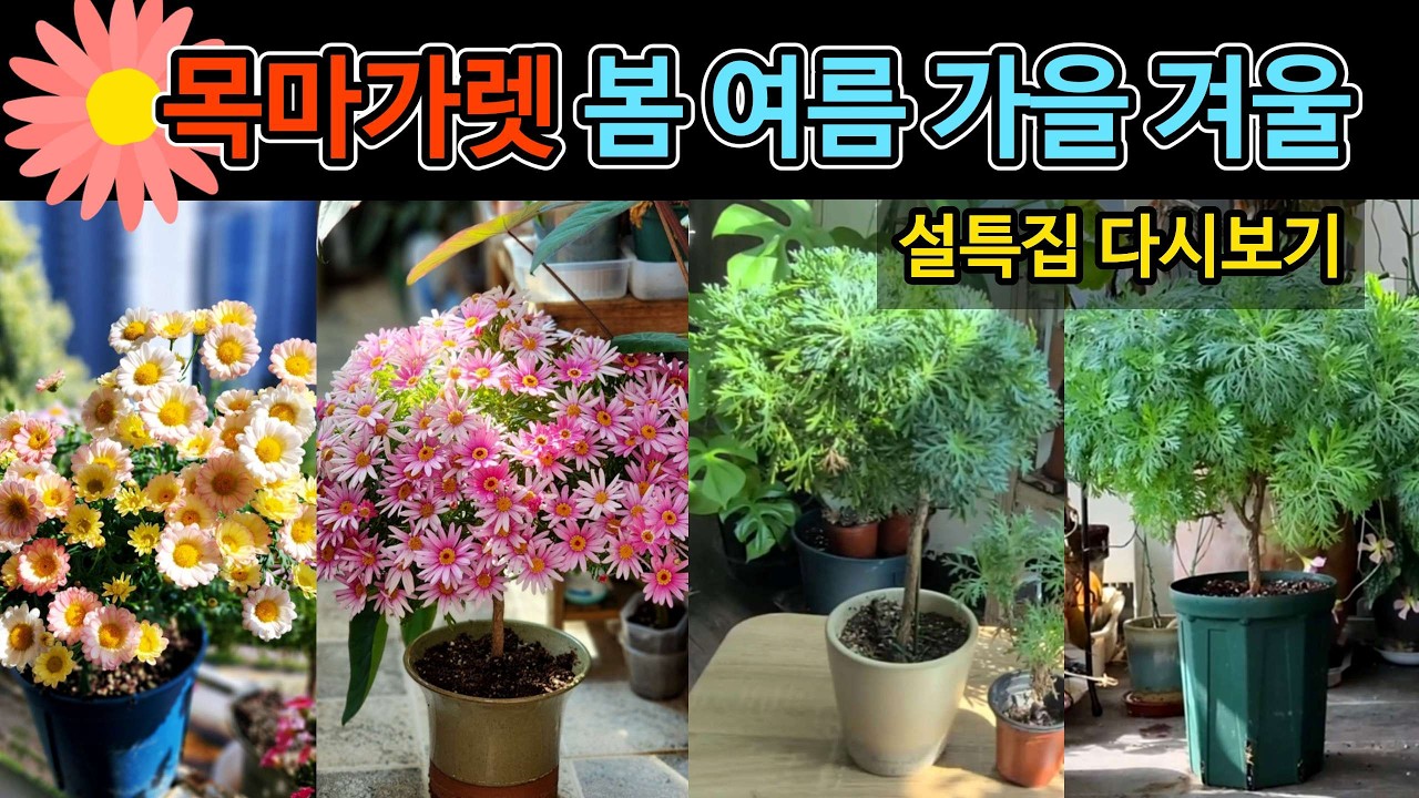 [4K] 설특집 다시보기_완벽한 수형의 외목대 목마가렛의 봄 여름 가을 겨울 계절별 관리방법 #목마가렛 #ArgyranthemumFrutescens #Marguerite daisy
