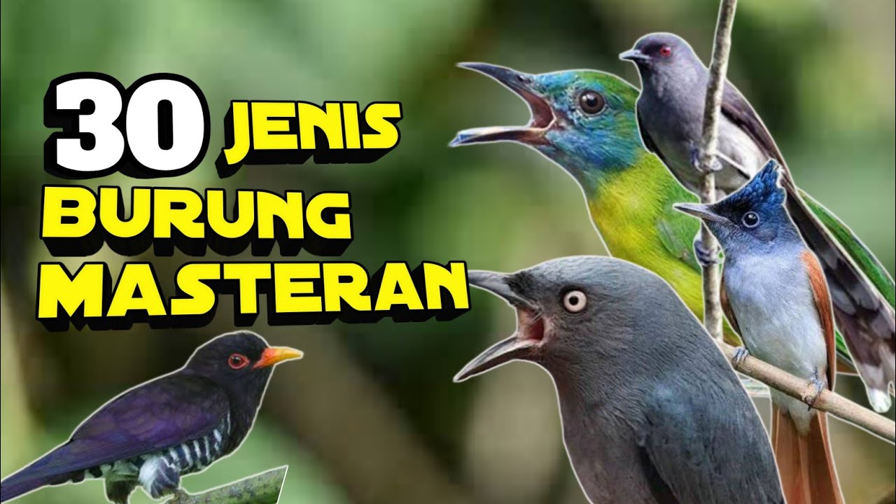 Burung Masteran Terbaik, 30 Jenis Burung Masteran Terbaik, Lengkap dengan harganya
