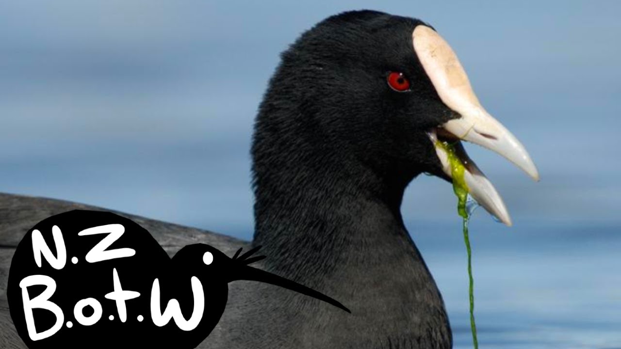 Australian coot - New Zealand Bird of the Week