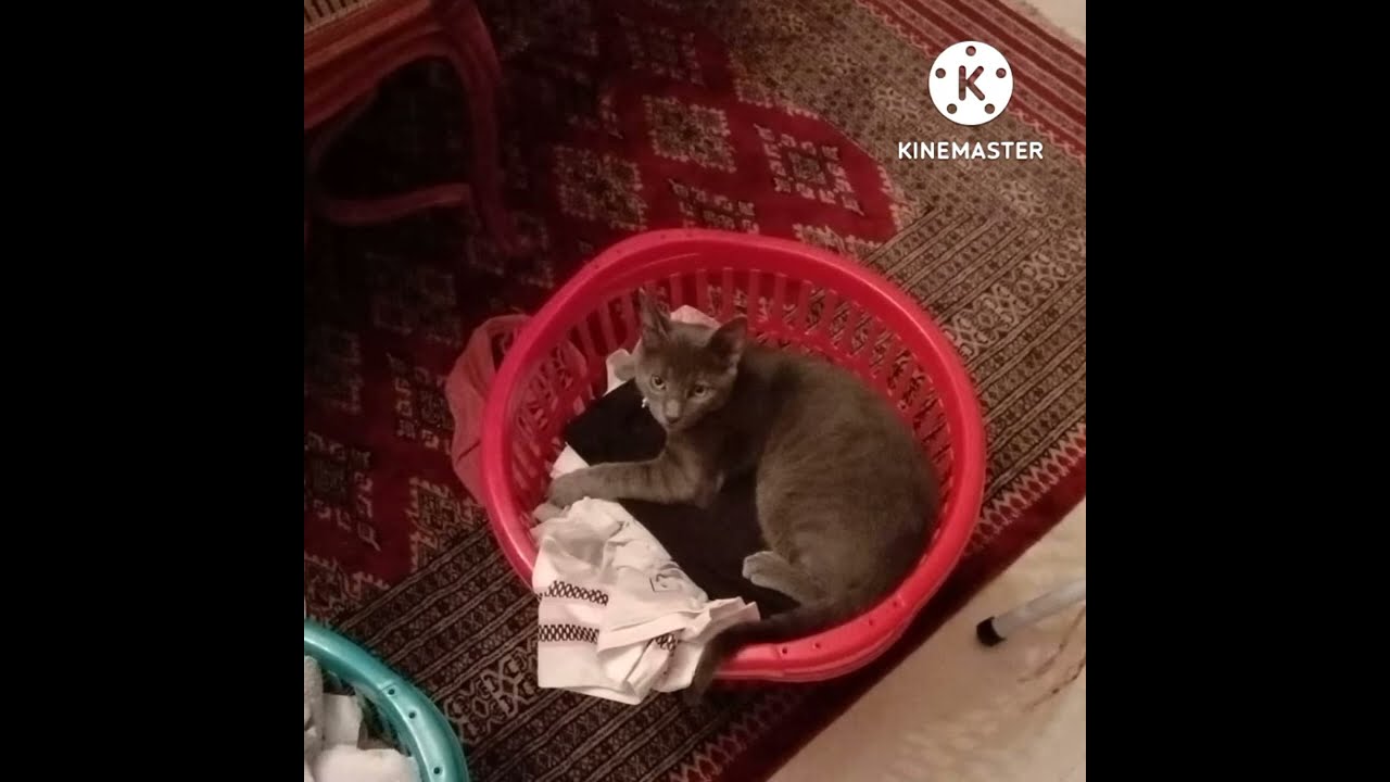 📌በህልም 