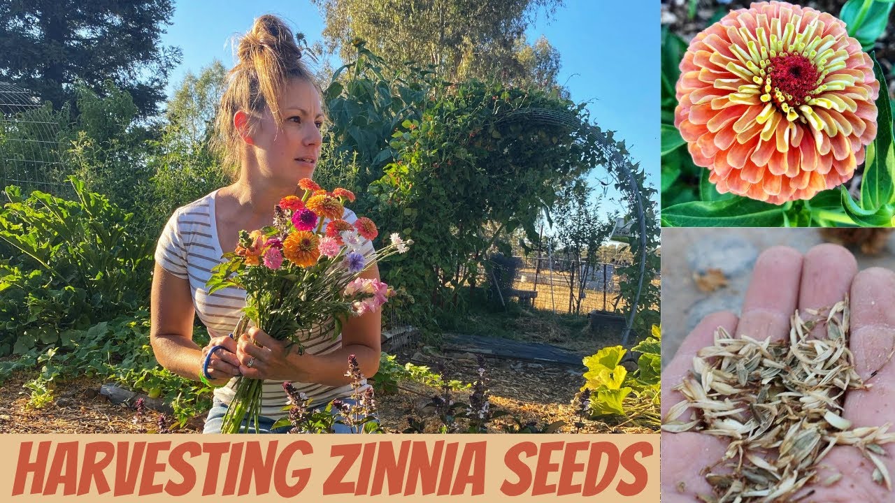 Saving Zinnia Seeds