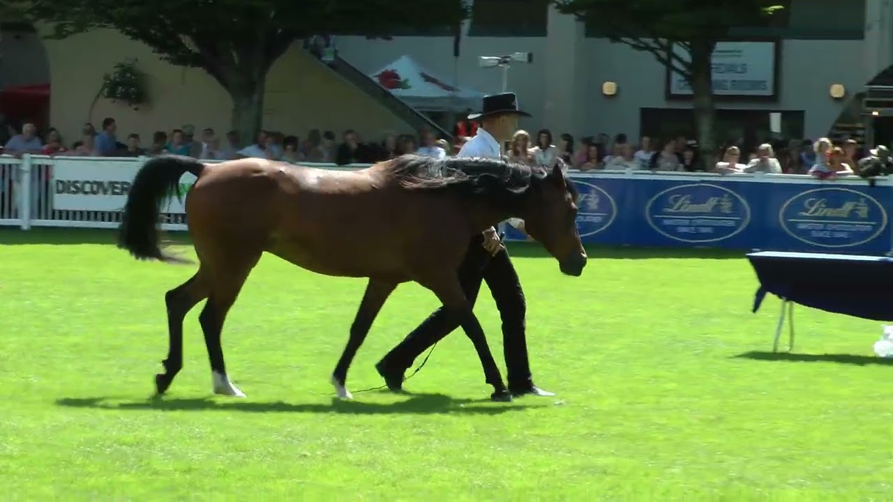 Honza Blaha Dublin Horse Show 2013 Line Free Collection
