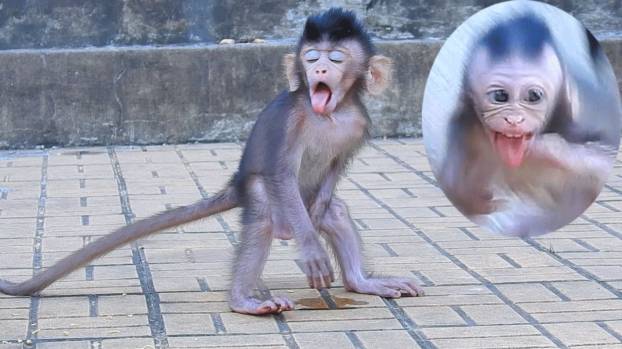 Hey God! This little monkey has strange actions and is really cute & funny